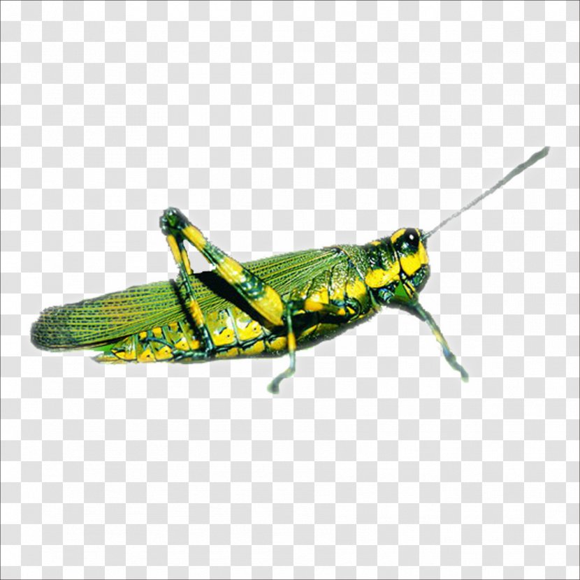 Grasshopper Insect Locust Caelifera - Invertebrate Transparent PNG