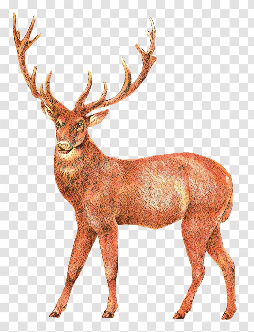 Deer Clip Art Elk Moose - Terrestrial Animal Transparent PNG