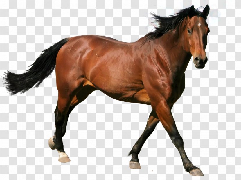 Horse Stallion - Livestock - Vector Picture Material,Running Transparent PNG