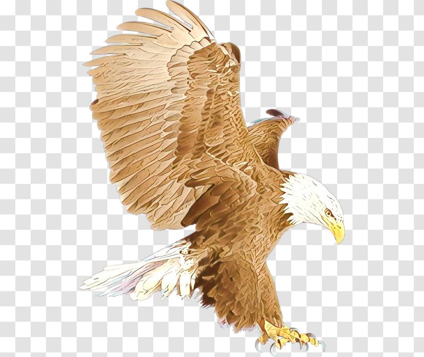 Bald Eagle Golden Bird Of Prey - Hawk Wing Transparent PNG