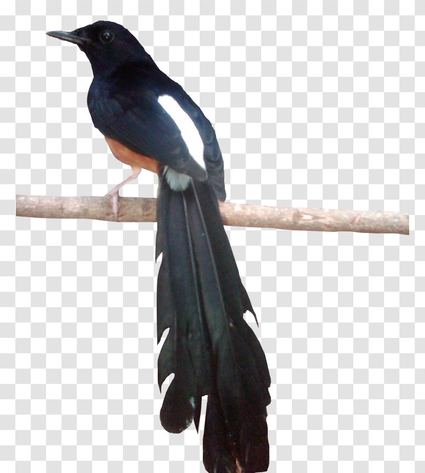 Eurasian Magpie New Caledonian Crow Rook American Bird - Perching Transparent PNG