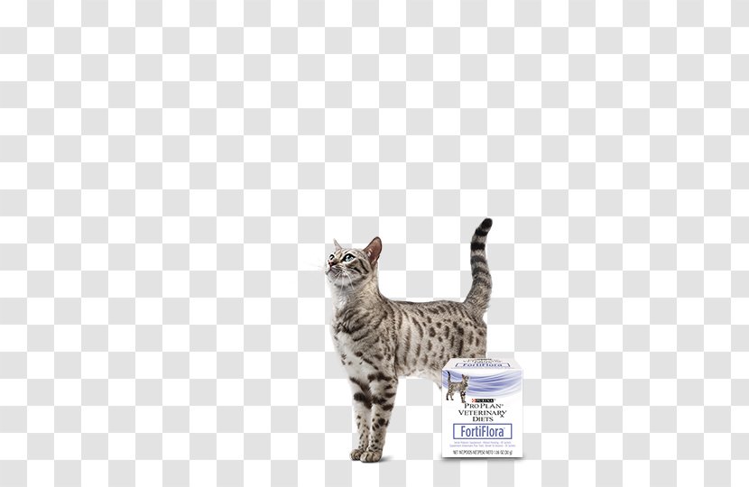 Tabby Cat American Shorthair Bengal California Spangled Kitten Transparent PNG