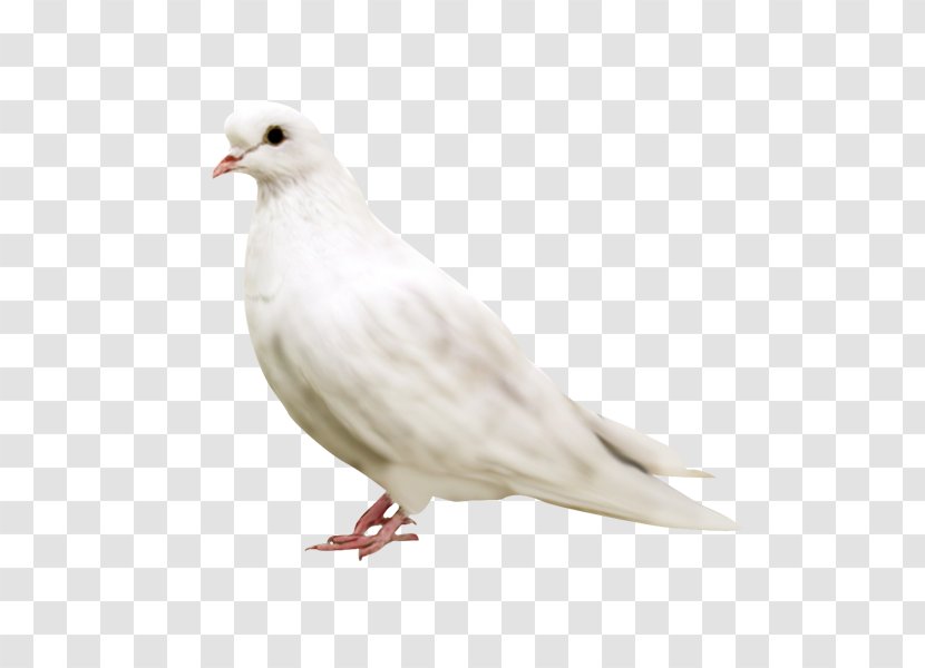 Columbidae Domestic Pigeon Bird Paper - Wing Transparent PNG