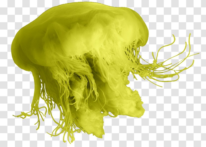 Jellyfish Blog Email - Yellow - Organism Transparent PNG