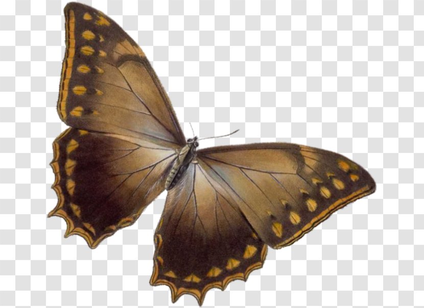 Butterfly Paper Polilla Maison Musxe9e - Arthropod - Brown Transparent PNG
