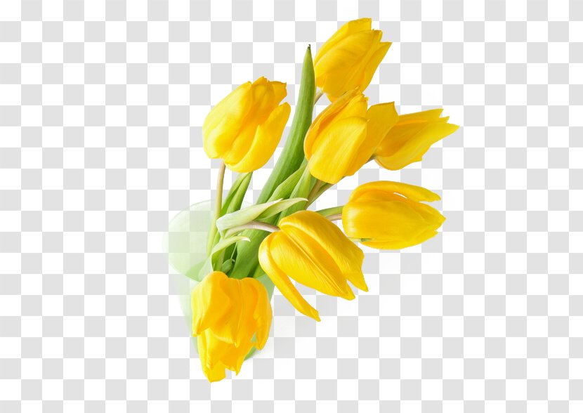 Indira Gandhi Memorial Tulip Garden Tulipa Gesneriana Flower Yellow Wallpaper - Cut Flowers - Arrangement Transparent PNG