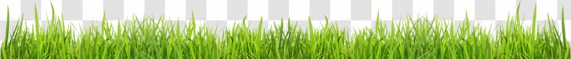 Green Grasses Plant Stem Family - Grass Transparent PNG