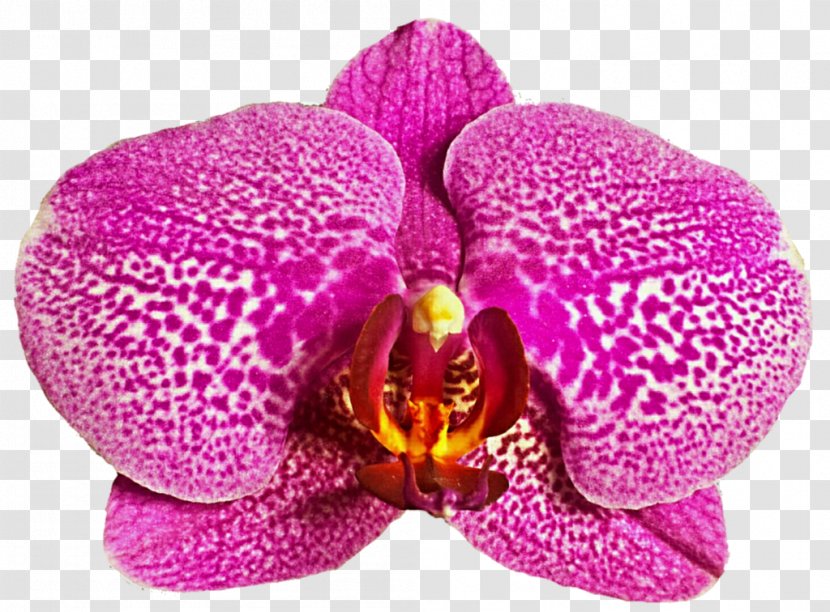 Moth Orchids Devadasi Mahari Dance Clip Art - Petal Transparent PNG
