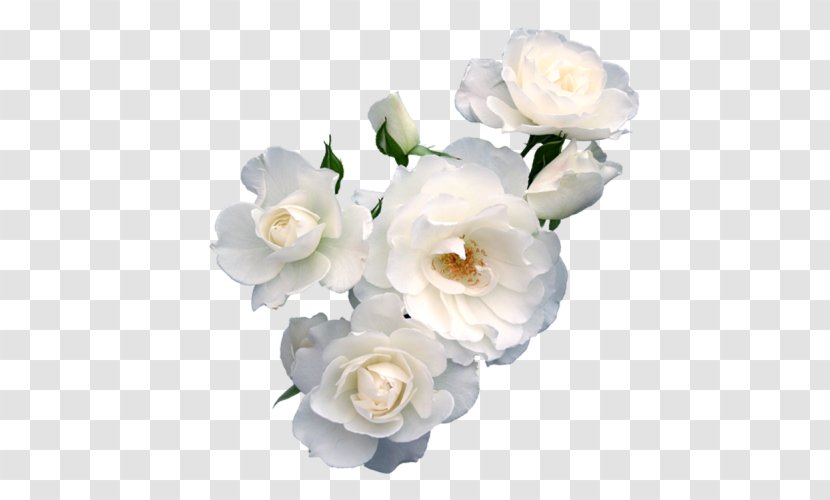 Flower Paper Rose Floristry Polyvore - Artificial - White Pear Transparent PNG