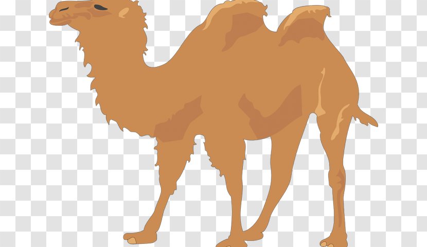 Camel Clip Art Vector Graphics Illustration - Wildlife - Desert Fig Transparent PNG