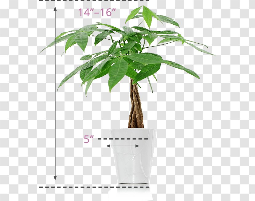 Guiana Chestnut Plant Lucky Bamboo Flower - Tree - Money Transparent PNG