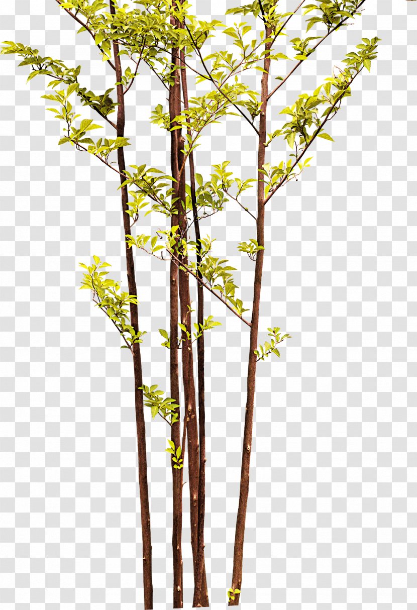 Twig Bamboo Tree - Branch Transparent PNG