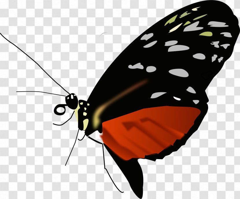 Monarch Butterfly Clip Art - Invertebrate - Buterfly Transparent PNG