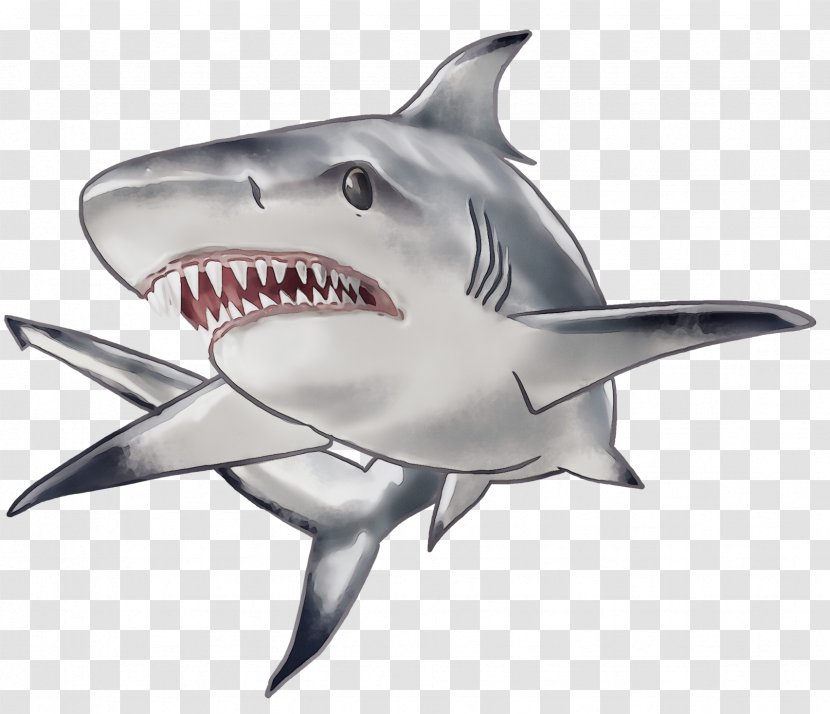 Great White Shark Background - Blacktip - Jaw Cretoxyrhina Transparent PNG