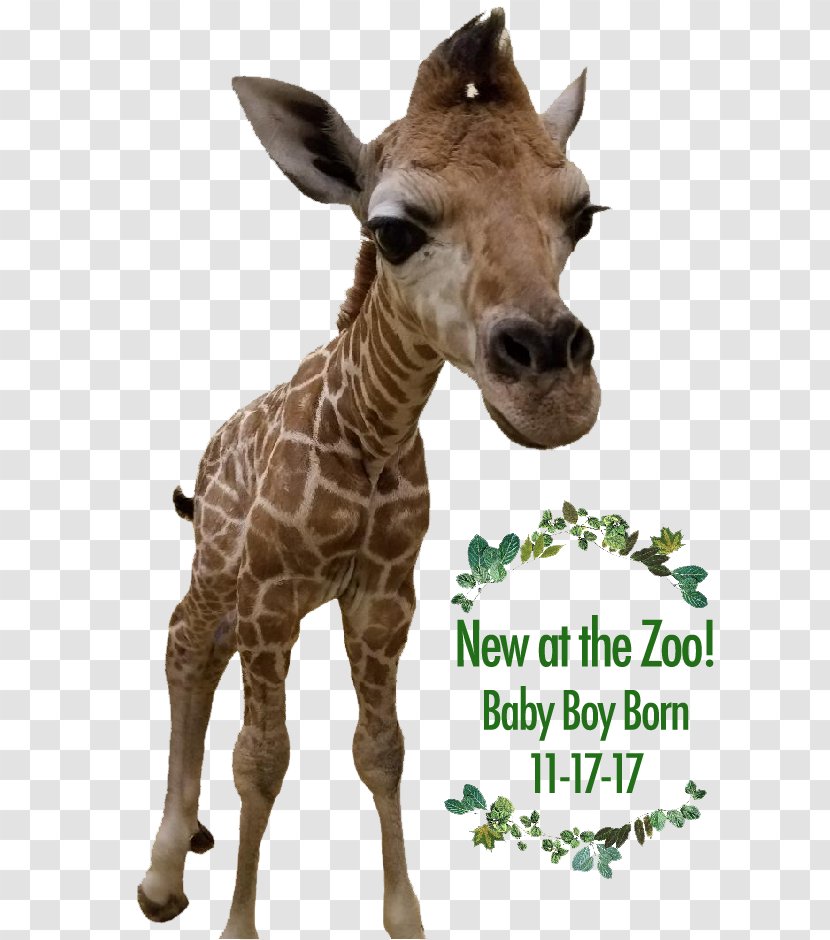 Giraffe Cape May County Park & Zoo Wedding Invitation Convite Transparent PNG