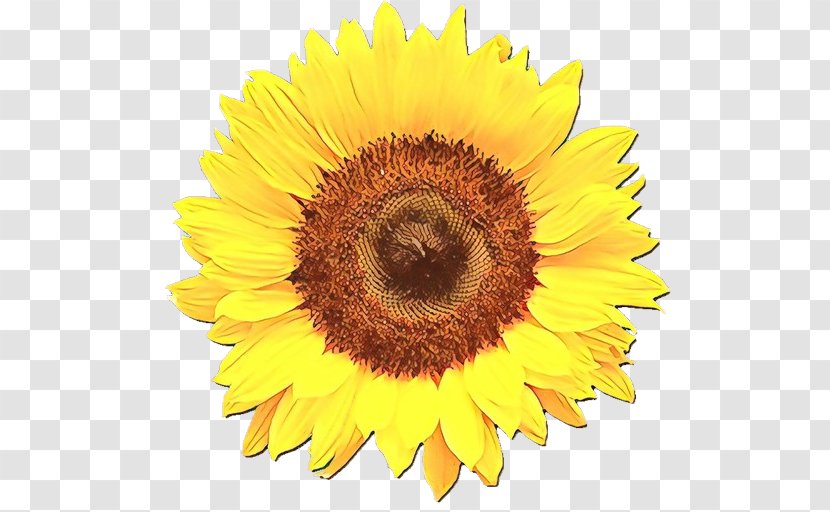 Flowers Background - Common Sunflower - Perennial Plant Cut Transparent PNG