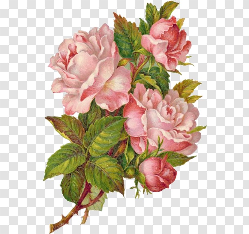 Clip Art Flower Rose Transparency - Petal - Rosa Gallica Transparent PNG