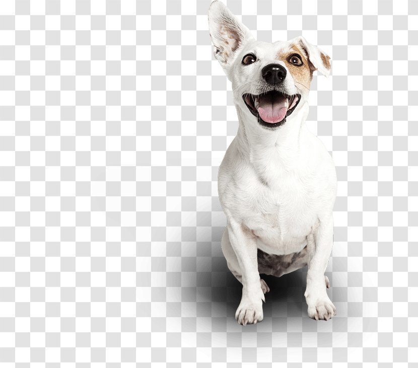 Dog Collar Cat Pet - Companion Transparent PNG