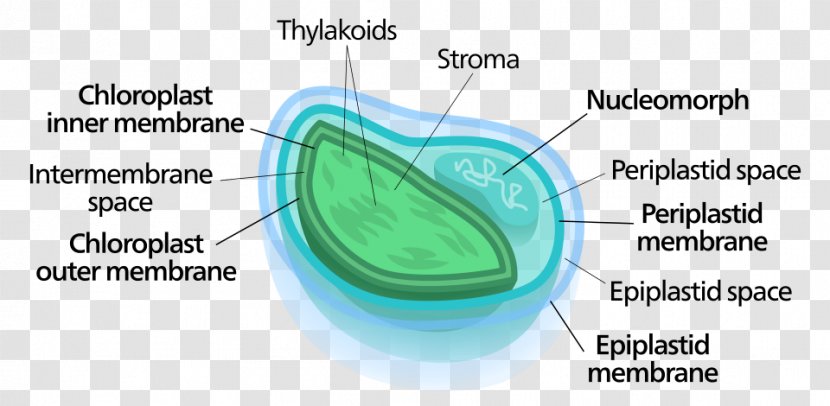 Chloroplast Nucleomorph Chlorarachniophyte Symbiogenesis Cryptomonad - Text - Endosymbiont Transparent PNG