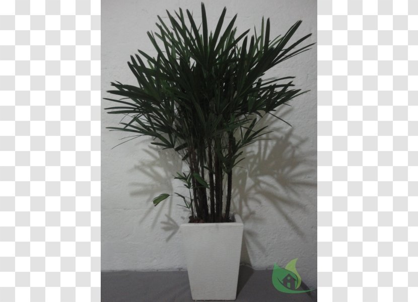 Arecaceae Flowerpot Houseplant Tree - Evergreen - Bromelia Transparent PNG