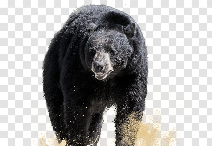 Grizzly Bear American Black Sloth Alaska Peninsula Brown - Fur Transparent PNG