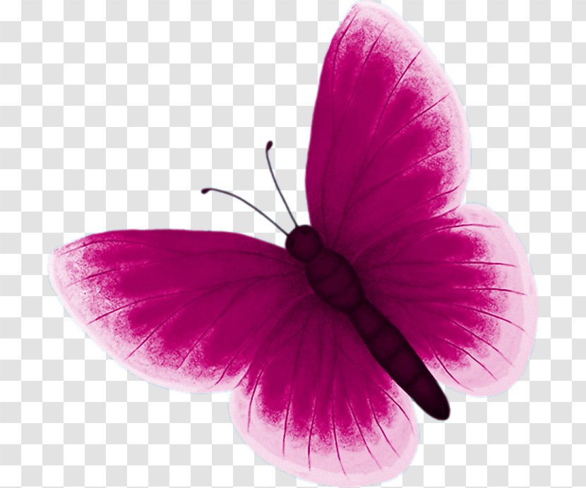 Butterfly Color Pink Clip Art - Painting Transparent PNG