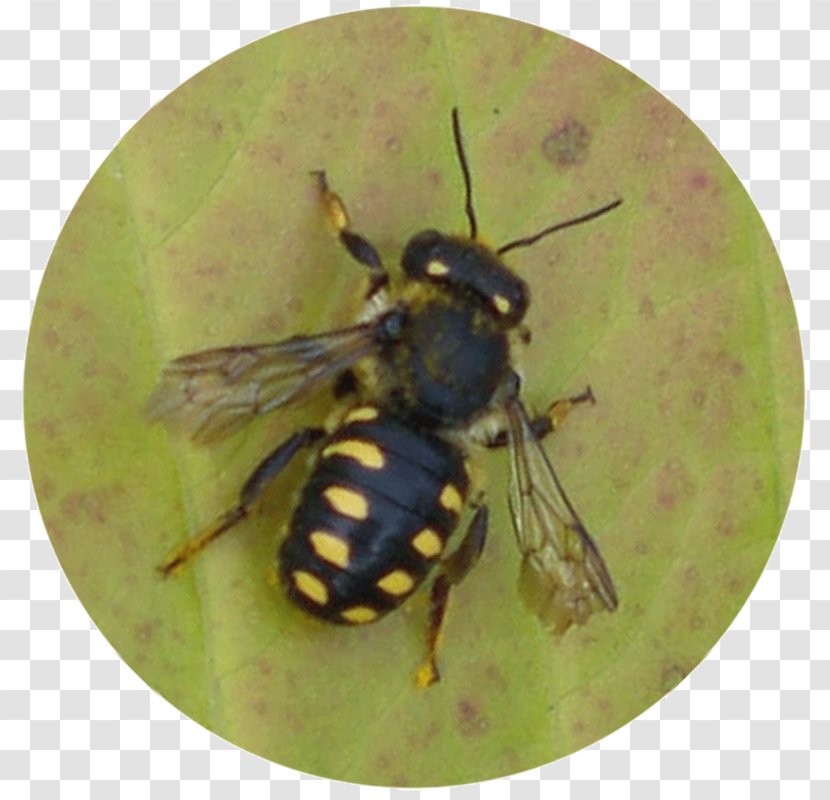 Honey Bee Insect Anthidium Manicatum Hymenopterans - Fly - Delimiter Transparent PNG