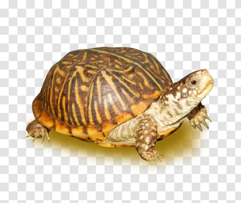 Ornate Box Turtle Reptile Eastern Tortoise - Turtles Transparent PNG