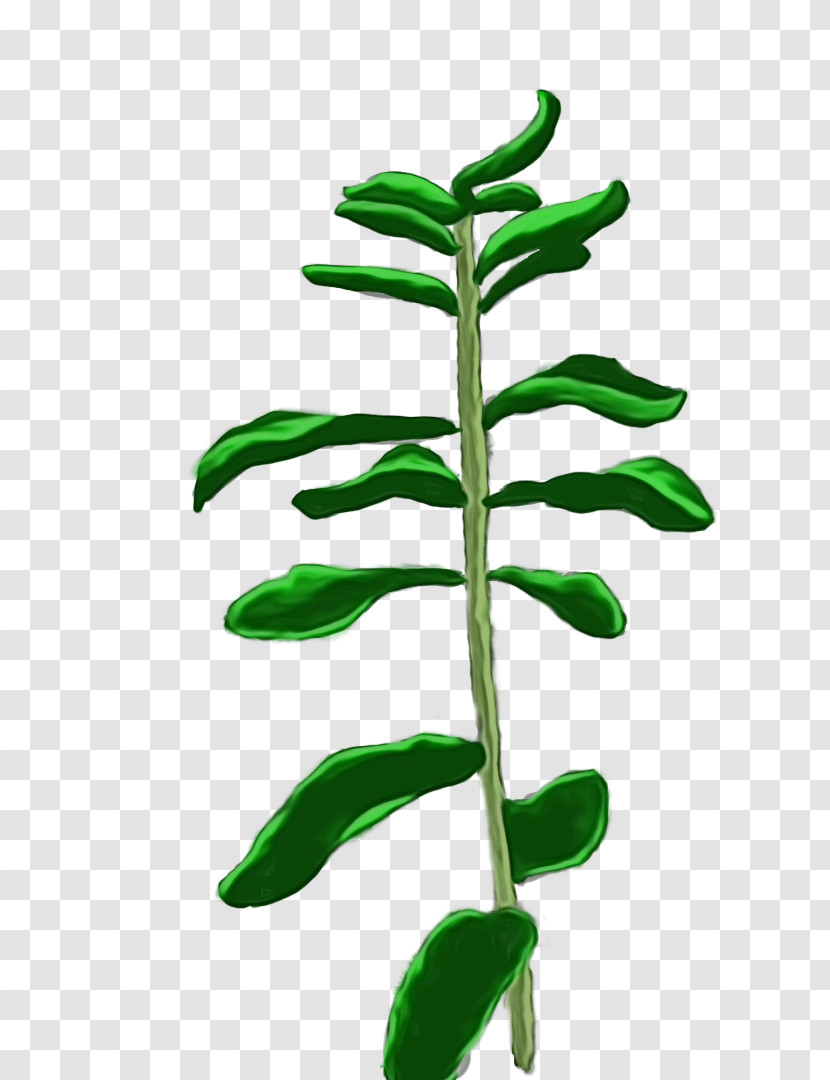 Leaf Plant Stem Tree Plant Science Transparent PNG