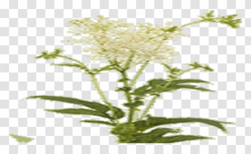 Meadowsweet Paper Installation Art Wallpaper - Swedia Transparent PNG