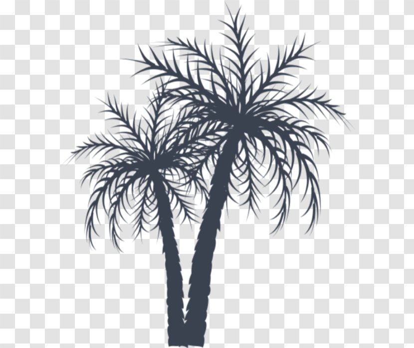 Asian Palmyra Palm Arecaceae Date Coconut - Borassus Flabellifer Transparent PNG