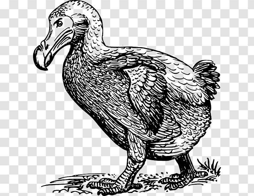 Bird Clip Art Dodo Vector Graphics Drawing - Extinction Transparent PNG