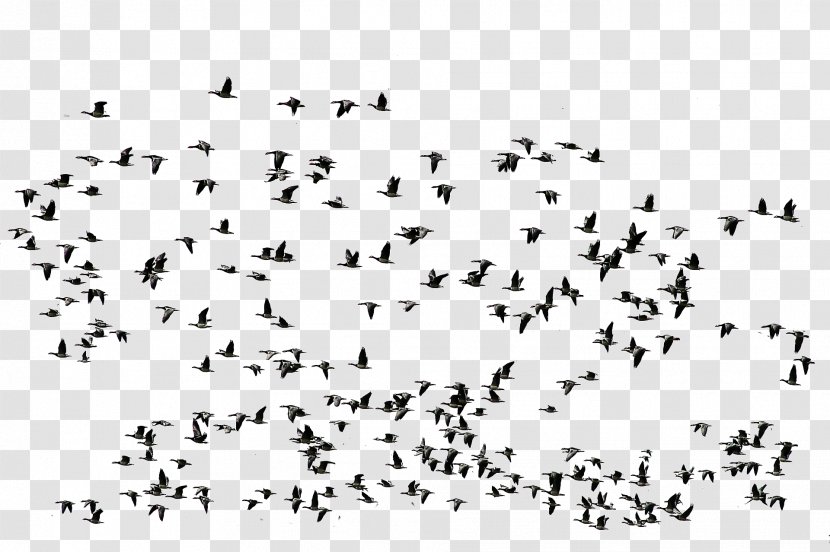 Bird Flight Goose - Birds Transparent PNG