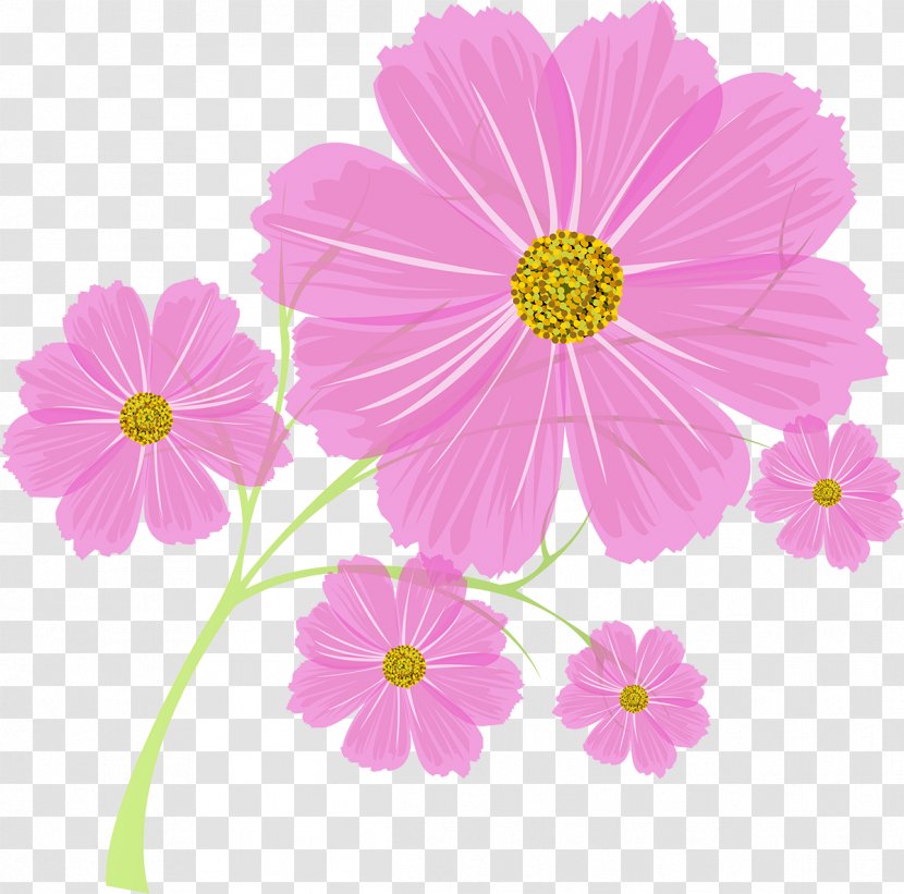 Cosmos Flower Annual Plant - Photography Transparent PNG