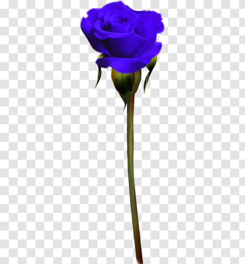 Garden Roses Blue Rose Purple - Love Transparent PNG