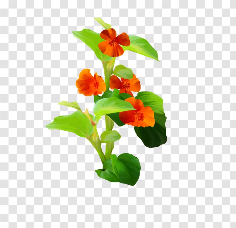 Flower Euclidean Vector - Cut Flowers - A Plant Transparent PNG