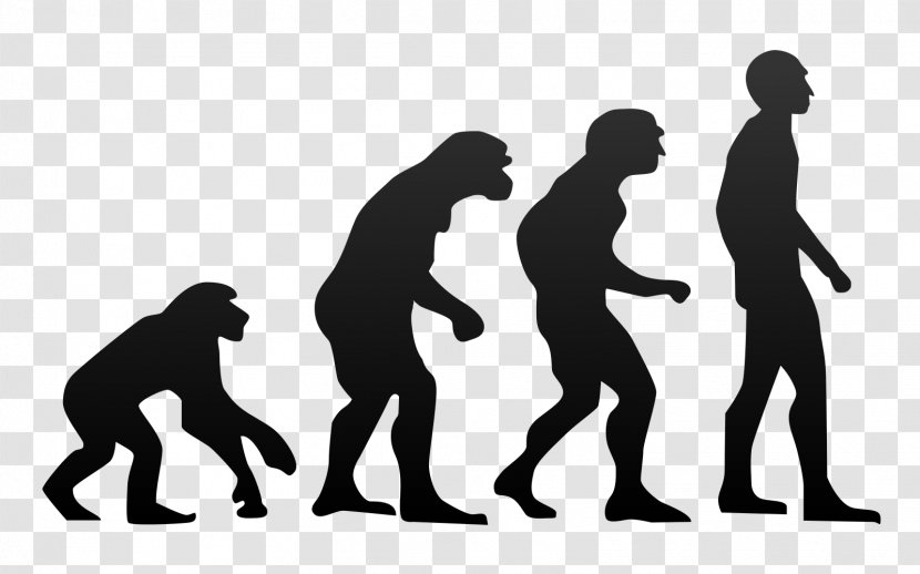 Ape Anatomically Modern Human Primate Evolution - Happiness Transparent PNG