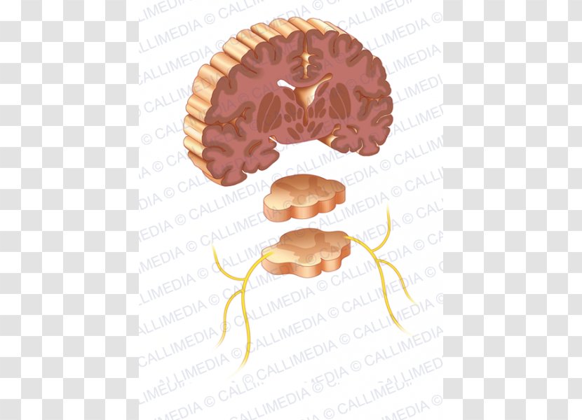 Brain Organism - Tree Transparent PNG