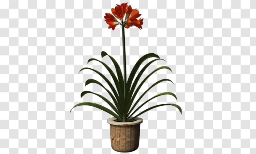 Hippeastrum Amaryllis Belladonna Cut Flowers Flowerpot Plant Transparent PNG