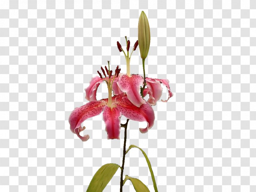 Floral Design Lilium - Petal - Lily Transparent PNG