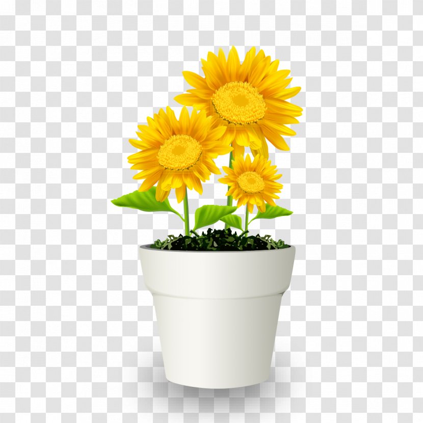 Chrysanthemum Flowerpot Bonsai Transvaal Daisy - Flowering Plant - Potted Transparent PNG