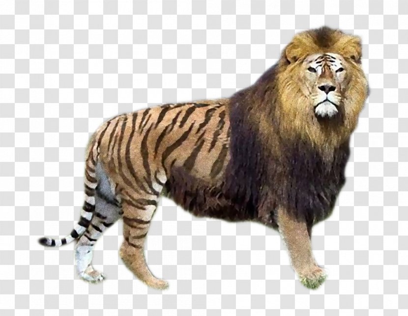 Liliger Tiger Lion Tigon - Leopon - Look Transparent PNG