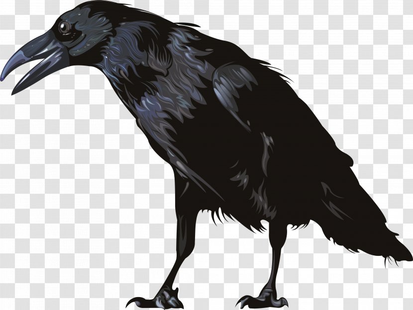 Crow - Feather - Wing Transparent PNG
