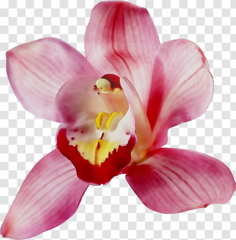 Moth Orchids Cattleya Pink M Close-up - Plant - Petal Transparent PNG