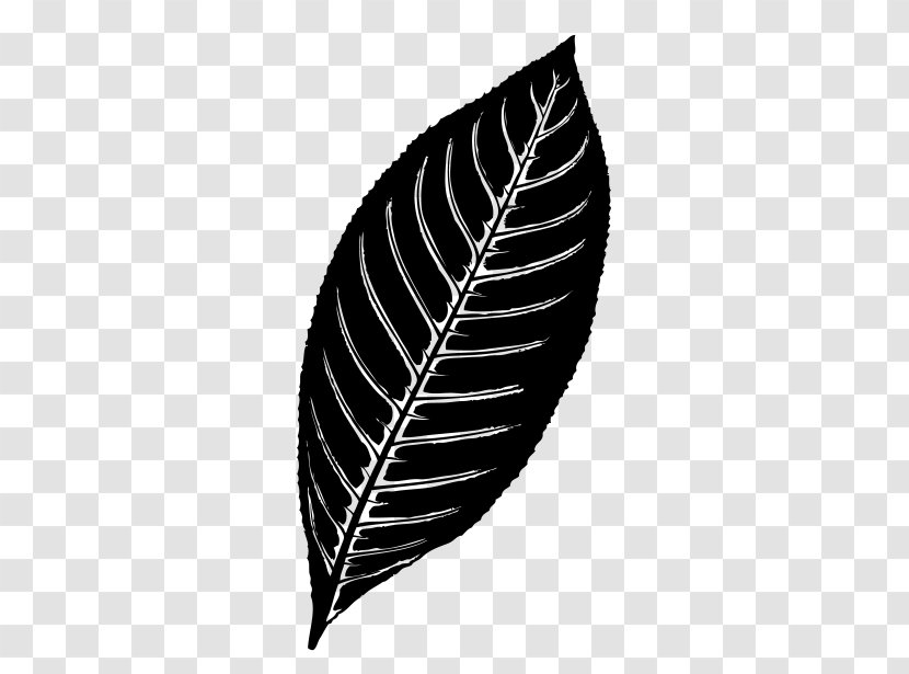 Fern - Vascular Plant - Feather Transparent PNG