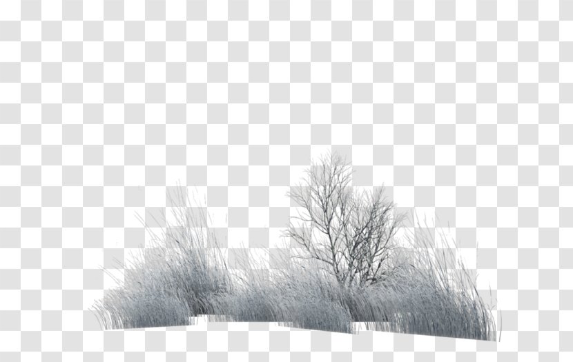 Stock Photography Fur Winter White - Monochrome Transparent PNG