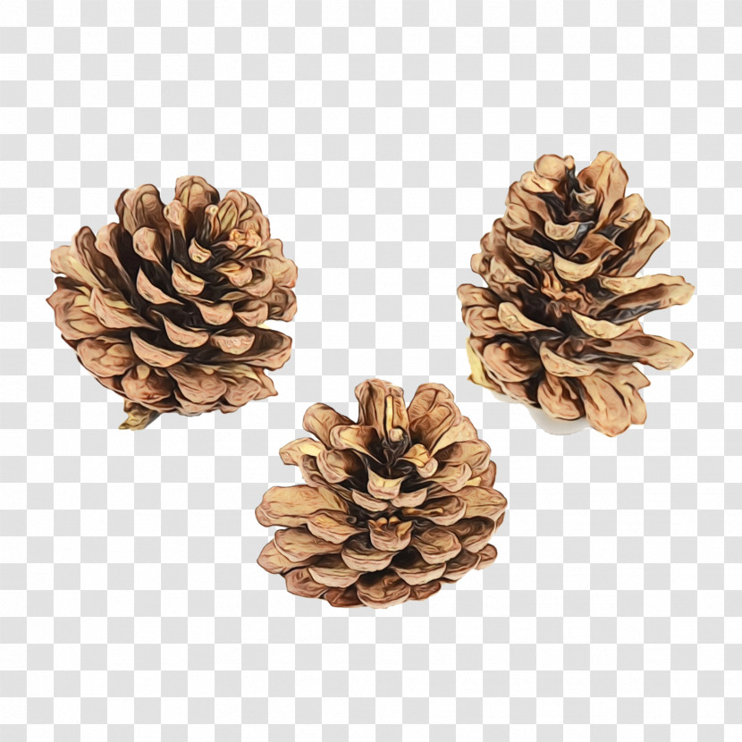 Conifer Cone Stone Pine Pine Nuts Conifers Christmas Ornament M Transparent PNG