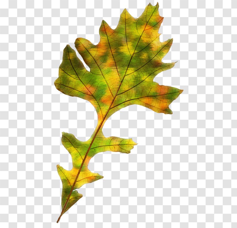 Maple Leaf Autumn Color Transparent PNG