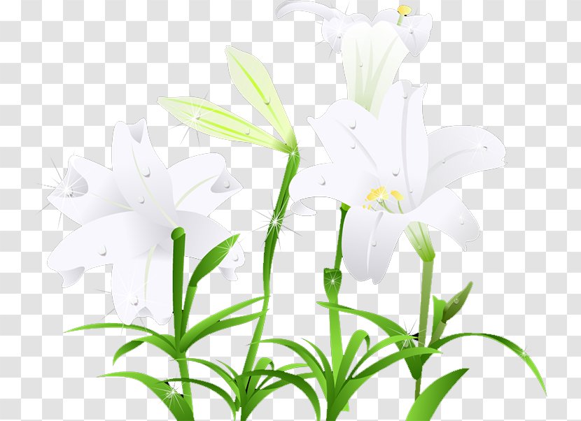 Download Wallpaper - Resource - Lily Transparent PNG