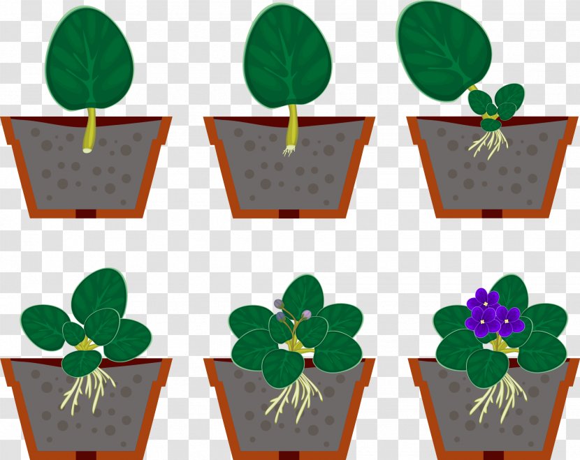 Vegetative Reproduction African Violet Vector Graphics Houseplant - Royaltyfree - Reproductive Transparent PNG